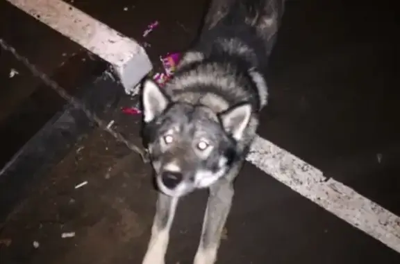 Найдена собака в Чехове, ищем хозяев