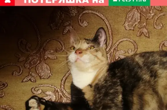 Найдена кошка на проспекте Строителей, Владимир