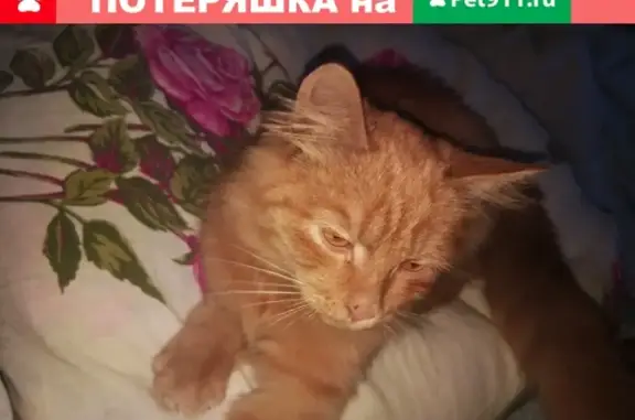 Найден котенок на ул. Барышникова 17