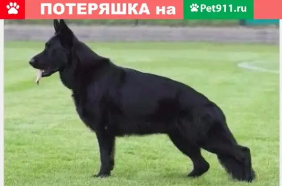 Найдена собака в Пушкино, МО на улице 1-я Серебрянская.