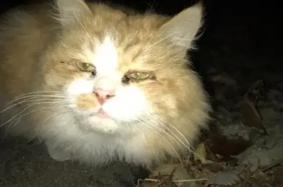 Найдена рыжая кошка в Ставрополе, нужны хозяева!