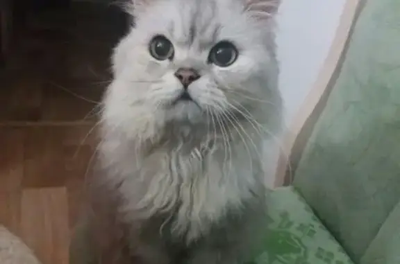 Найден кот на пр.Связи 3 в Мурманске
