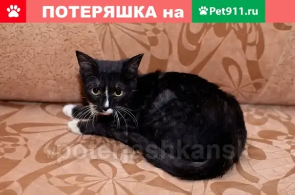 Найден котик-подросток с потерей зрения в Новосибирске