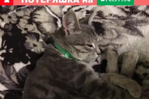 Найдена кошка на улице Революционной, 54 в Самаре.