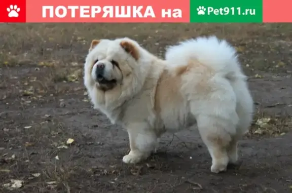 Пропала собака в 9-ом квартале, Тольятти - Лана, чау-чау кремовая, важен репост!