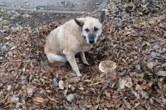 Собака найдена на Студенческой улице в СПб