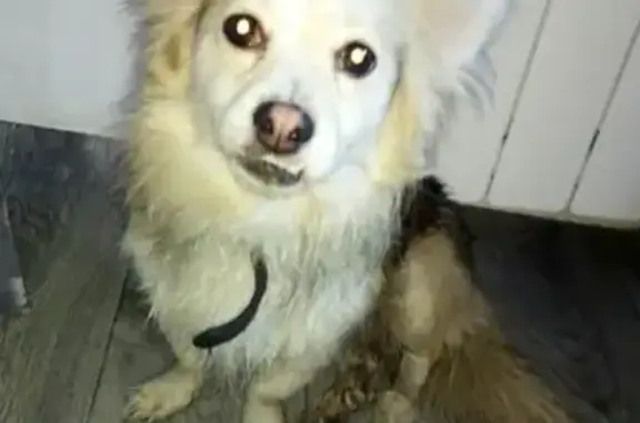 Найдена собака на ул. Мичурина, Красноярск