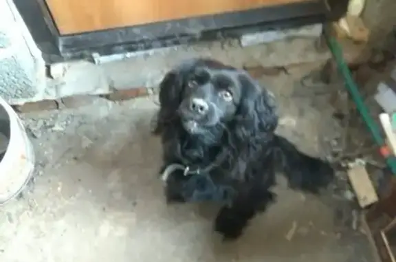 Найдена собака на Донгузской улице в Оренбурге