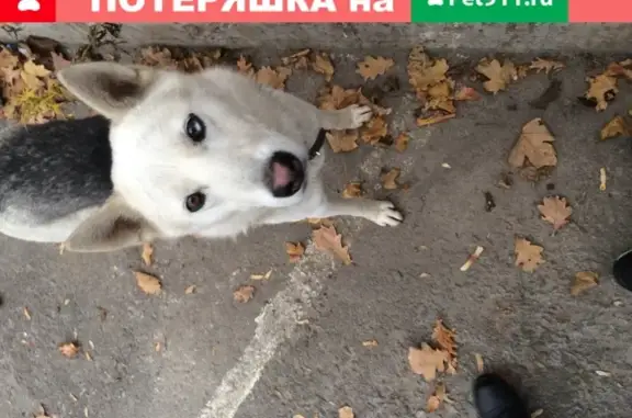Молоденький пёс на ул. Берёзовая Роща, Воронеж