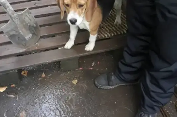 Собака найдена возле платформы Гагаринская в Щелково