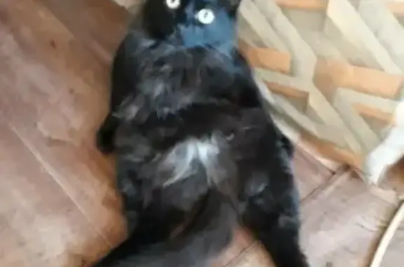 Кошки потеряшки, Шиморское, фото: Потеряшка кошка на улице Кирова