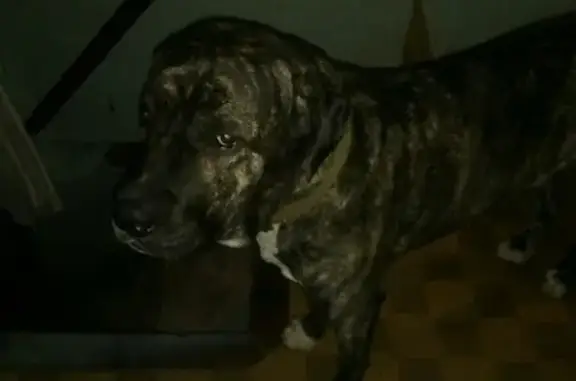Пропала собака породы кане-корсо на Керченском шоссе, 29!