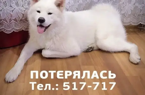 Пропала собака в районе Октябрьского, вознаграждение 30.000 руб.