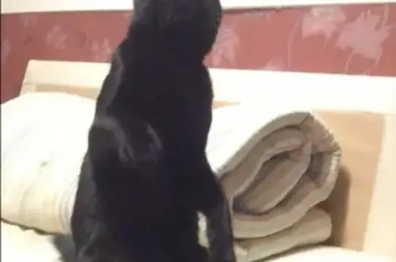 Кошки потеряшки, Пермь, фото: Потеряшка кот Вася на ул. Качалова, Пермь. Помогите найти!