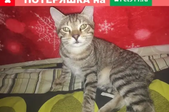 Пропала кошка на Набережной 2Г