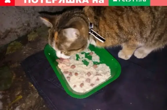 Найдена кошка в Кемерово, р-н Рудничный