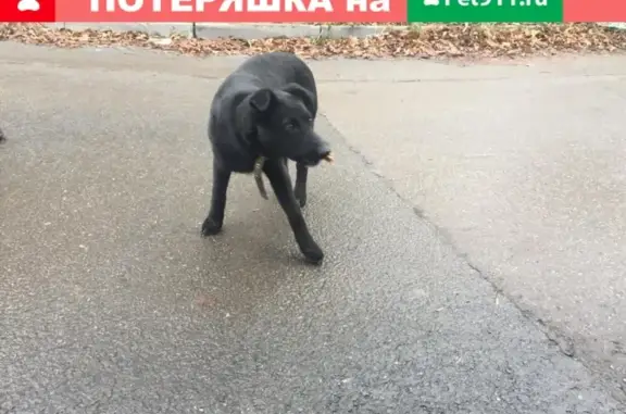 Найдена собака на улице Труда, Калуга