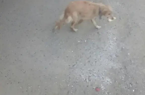 Найден молодой пес на КСК в Чите