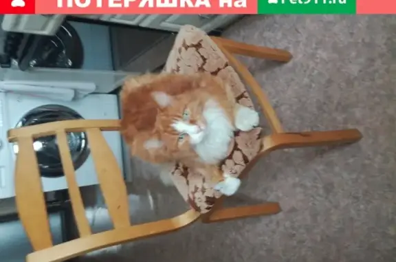 Найден рыжий кот с белым животиком на улице Викулова, 44к3, Екатеринбург