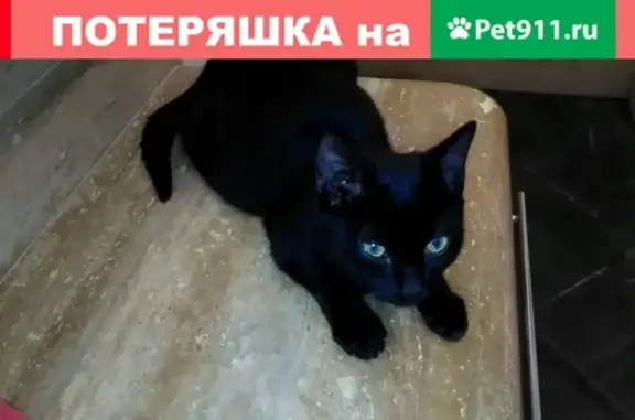 Найден котенок-подросток возле Глобуса в Красногорске