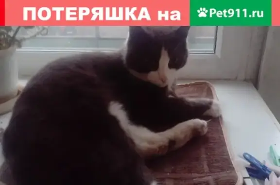 Кошка с купированным хвостом найдена в Архангельске