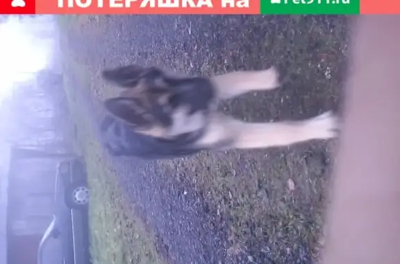 Пропала собака в деревне Покровка, Ленинградская область