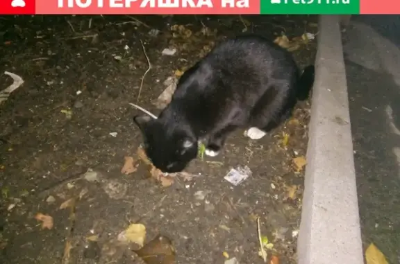 Найдена кошка возле подъезда на Ленинградском шоссе, 112