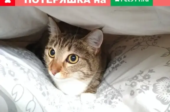 Найдена кошка на ул. Гайдара в Архангельске