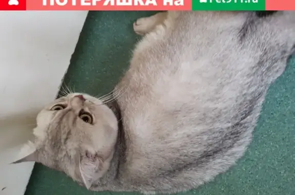 Найдена кошка на Заневском 35