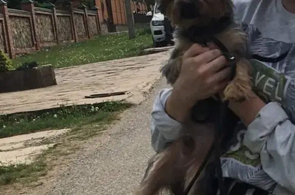 Пропала собака в Майкопе, Гавердовский район