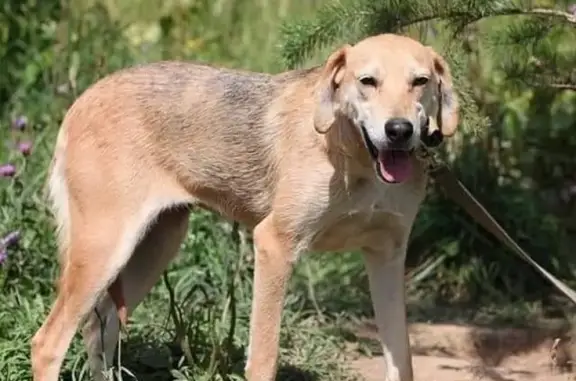 Пропала собака в Москве, вознаграждение 75'000 руб!
