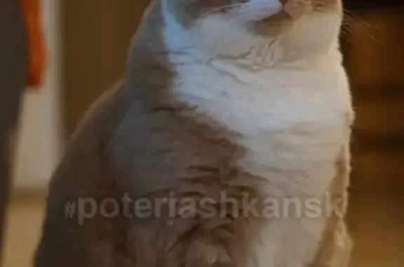 Кошки потеряшки, Новосибирск, фото: Потеряшка кот на Жуковского 113/4, Заельцовский район.