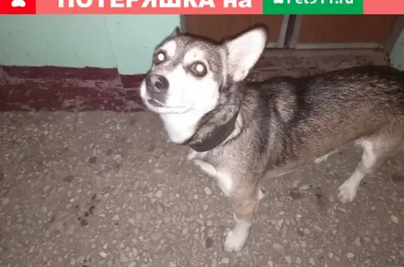 Найдена собака на ул. Островского, 1*
