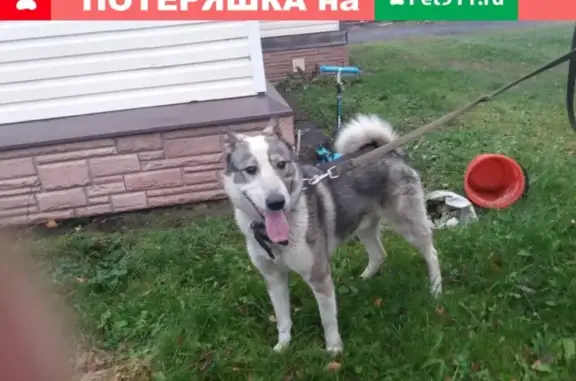 Найдена собака в Заозерье, ищем хозяина (Петрозаводск)