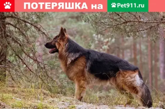 Срочно! Найдена агрессивная овчарка в КП Богослово, Владимирская область