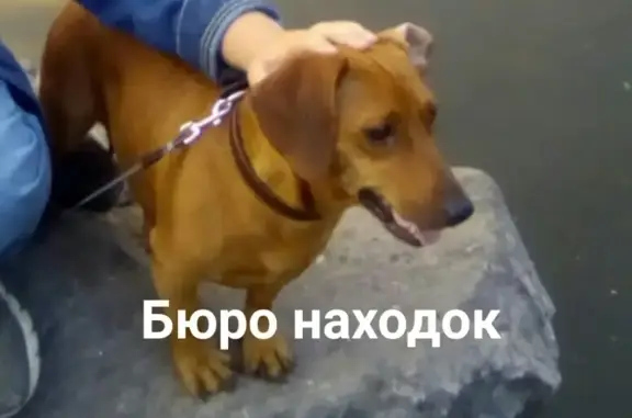Пропала собака в Архангельске, район Ломоносова 9 корп2