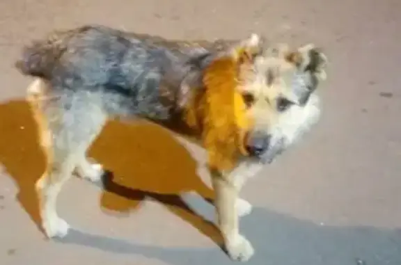 Найдена собака в СПб, район Автово