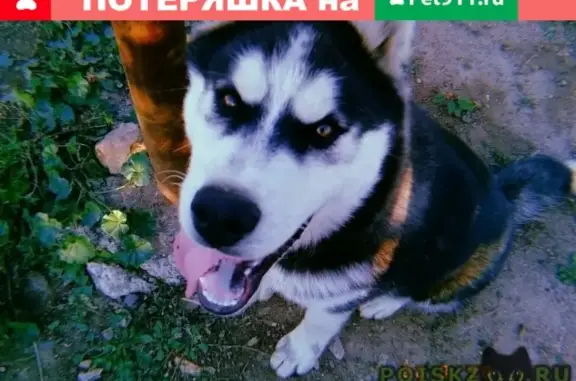 Пропала собака Хантер, Сибирский хаски, возраст 6 месяцев, Алматинский район, Казахстан