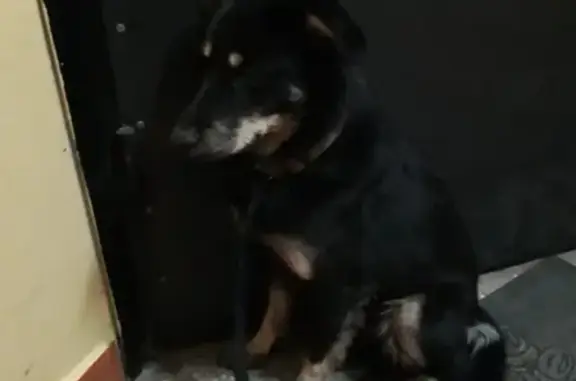 Найдена собака в Химках на ул. 9 Мая