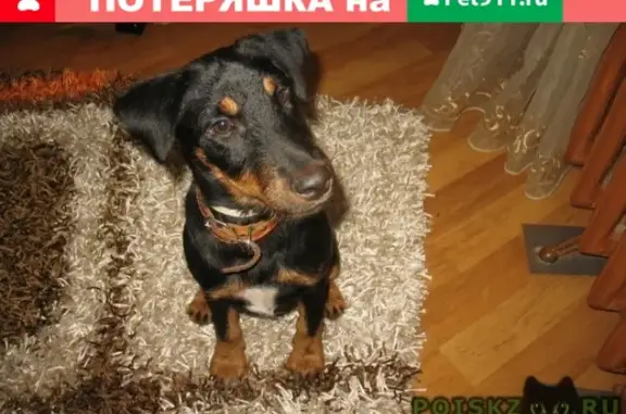 Пропала собака на Каширском шоссе в Москве!