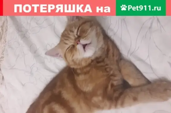Пропал рыжий кот на Новомосковской, 9А