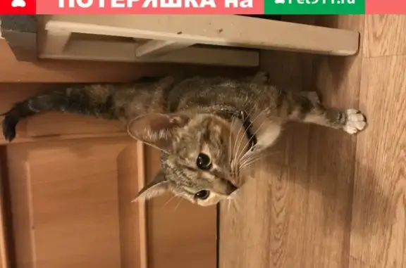 Найдена кошка на улице Декабристов в СПб