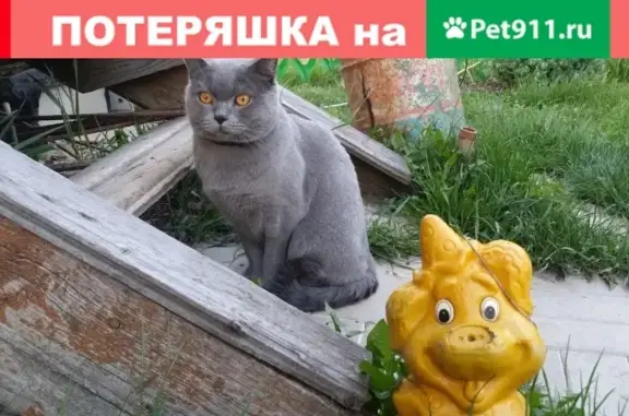Пропала кошка Алекс в СНТ Виктория, д. Борисово, Московская область