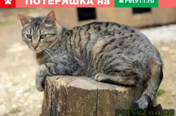 Пропала кошка в деревне Прудки, Раменский район