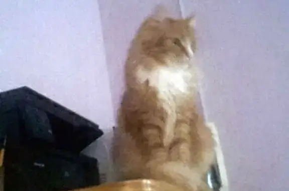 Пропала кошка в Сыктывкаре, район Кировского парка, откликается на Куся, живет на самовыгуле.