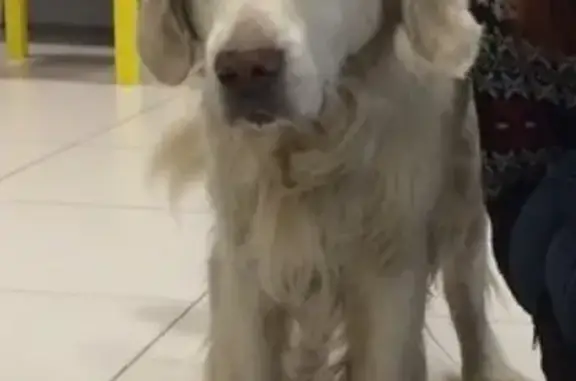 Найдена собака в Красноярске