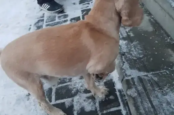Найдена собака на ул. Островского, возле кафе Грильница