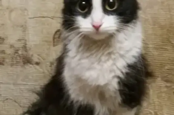 Найдена кошка в Ветлужанке
