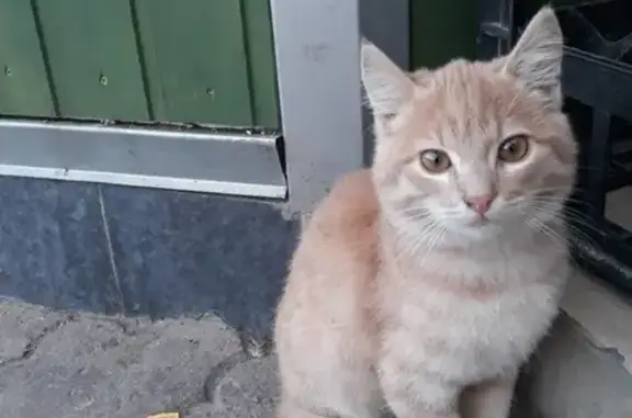 Найден котенок в Севастополе, ищем хозяев