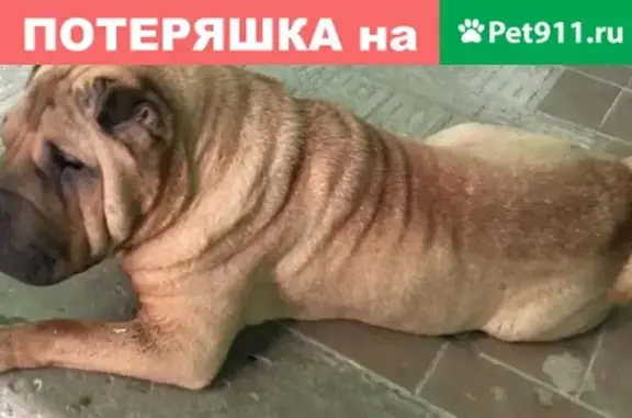Пропала собака Ксюша в Симферополе, район ЖД.